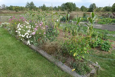 Умные грядки для ленивых огородников. Smart gardens for lazy gardeners.