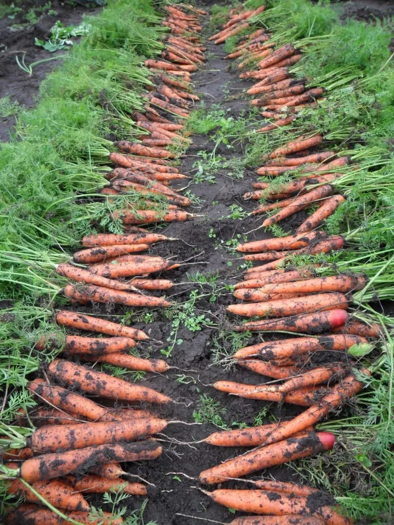Как вырастить хороший урожай моркови. Урожай моркови. Морковь на грядке. Морковь в огороде. Морковь растет на грядке.