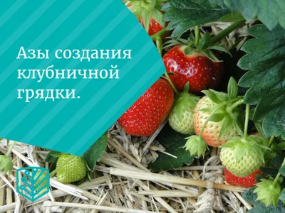 Аминогумус - Как получить ведро клубники с грядки?🍓🍓🍓 Сохраняйте в  закладки для быстрого поиска в нужный момент 😉 Представляете, у нас  получалось даже так, что обычная неремонтантная клубника плодоносила вплоть  до середины