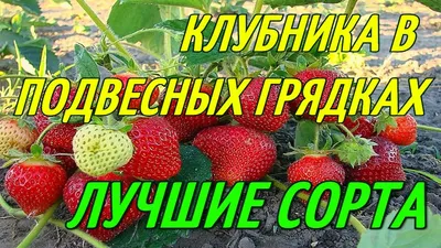 Вертикальные грядки для клубники: преимущества,рекомендации по обустройству  своими руками, видео | Компания «Большая земля»