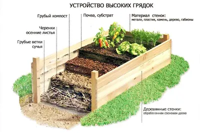 Высокие грядки - как выращивать культуры и какие правила ухода, полезные  советы | РБК Украина