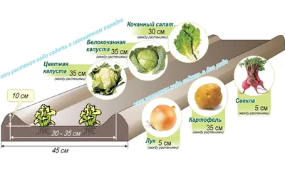 Схема посадки грядок по Миттлайдеру | Выращивание овощей, Растения, Огород