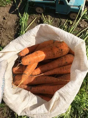 Сбор моркови на поле Растя органические овощи Свежо сжатые моркови  Земледелие сбора лета Farming Агро Стоковое Фото - изображение  насчитывающей хлебоуборка, сад: 151862264