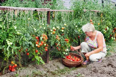 вид на грядки с посаженными помидорами огурцами и перцем в теплице.  концепция домашнего садоводства. Стоковое Изображение - изображение  насчитывающей среда, садовник: 223478669