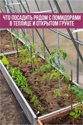 Как подготовить грядки под помидоры с осени – несколько хитростей, которые  сберегут время весной | Лайфхаки для дачников от компании ИНОМ: все о  ФЗ-217 и не только | Дзен