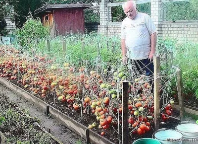 Можно ли сажать в теплице помидоры и огурцы вместе - отзывы, советы