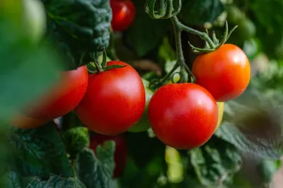 🍅Мобильный огород: выращивание томатов и перца в горшках . Как вырастить  помидоры в горшках