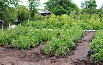 картинки : Помидоры, овощи, сад, листья, Пища, Здоровый, Свежий, Питание,  Витамины, лето, деревня, уборка урожая, сырье, Растения, природа,  производить, Натуральные продукты, фрукты, Красный, Овощной, Веганское  питание, местная еда, вся еда ...