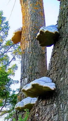 Чешуйчатка разрушающая - Pholiota populnea - Грибы Уломы Железной