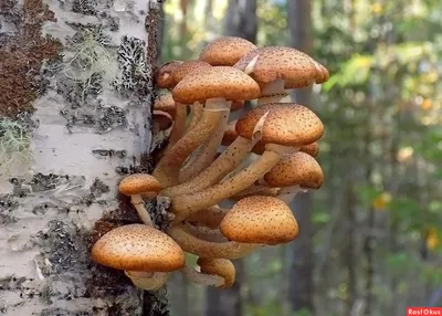 Трихолома популиновая грибовидная Два молодых грибов в густом тополя-леса...  Стоковое Изображение - изображение насчитывающей вырастите, листья:  159623637