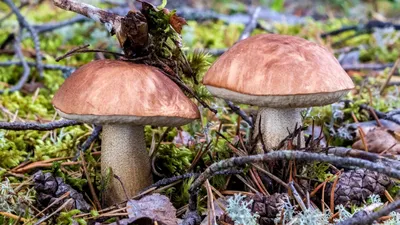 Populinum Tricholoma 2 молодых грибов в густом лесу тополя до конца.  Пространство для текста. Стоковое Изображение - изображение насчитывающей  грибок, съестно: 185555609