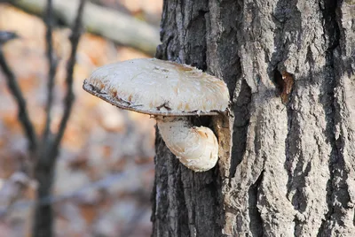 Смотри и отдыхай!❤ Мир моими глазами. | Грибы на тополе. 🍄🍄🍄 | Дзен