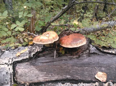 Пикнопореллус бело-жёлтый (Pycnoporellus alboluteus) – Грибы Сибири