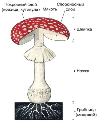 Опёнок осенний — Википедия