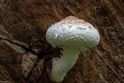 Чешуйчатка тополёвая (Hemipholiota populnea) – Грибы Сибири