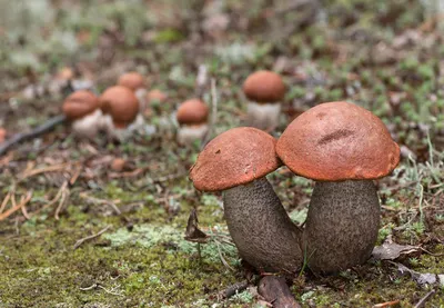 Подосиновик сосновый (Leccinum vulpinum) – Грибы Сибири