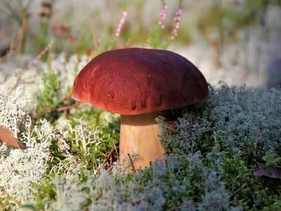 Белый гриб сосновый (лат. Boletus pinophilus)