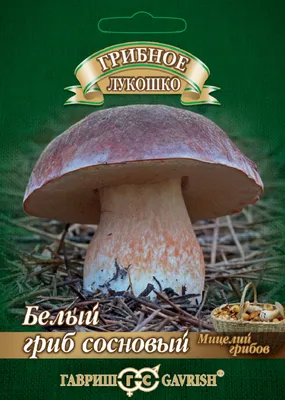 Подосиновик сосновый - Leccinum vulpinum - Грибы Уломы Железной