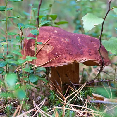 Подосиновик сосновый, Leccinum vulpinum - Грибы Средней Полосы