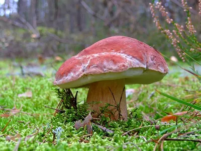 Gymnopilus sapineus, Гимнопил сосновый