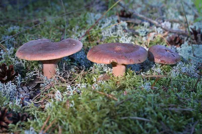 Подосиновик сосновый - Leccinum vulpinum - Грибы Уломы Железной