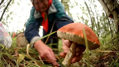 Виды грибов, за которые грозит штраф 1 млн или тюрьма. Полный список с фото  | Природа | Общество | Аргументы и Факты