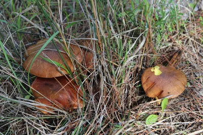 Lactarius deterrimus, Рыжик еловый