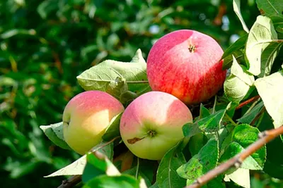 Яблоки в саду :: Надежд@ Шавенкова – Социальная сеть ФотоКто