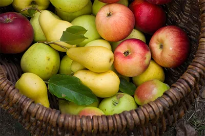 Райские сады. Как псковские яблоки завоевывают Россию | Экономика | АиФ  Псков