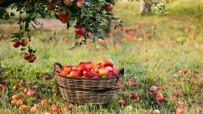 яблоко в саду. свежесваренные органические зеленые красно-розовые яблоки в  деревянной коробке на траве Стоковое Изображение - изображение  насчитывающей плодоовощ, хлебоуборка: 236091491