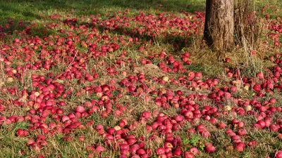 Красные яблоки в саду стоковое изображение. изображение насчитывающей  тавром - 195278197