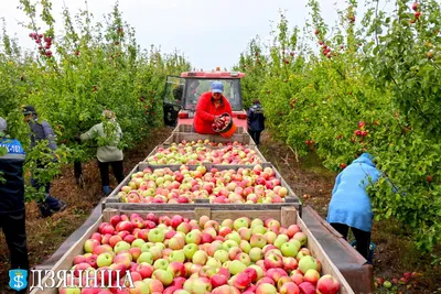 Яблоки на земле убирать нужно или нет | РБК Украина