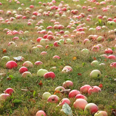 Замещают Сербию»: где выращивают и за сколько продают яблоки в  Калининградской области