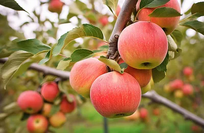 яблоки в саду стоковое фото. изображение насчитывающей урожай - 227536502