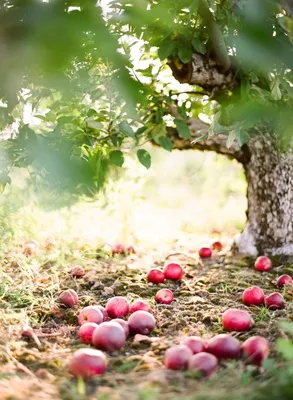 Особенности ранних сортов яблок | GreenMarket