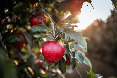 красные яблоки растут на дереве в саду на солнце, ярко красное яблоко в  яблоневом саду в префектуре аомори, Hd фотография фото, завод фон картинки  и Фото для бесплатной загрузки