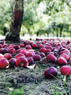Сладкие, сочные и вкусные: в Мичуринском саду собирают богатый урожай яблок  | Новости РГАУ-МСХА