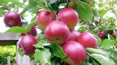 В Саду Яблоки Apple - Бесплатное фото на Pixabay - Pixabay