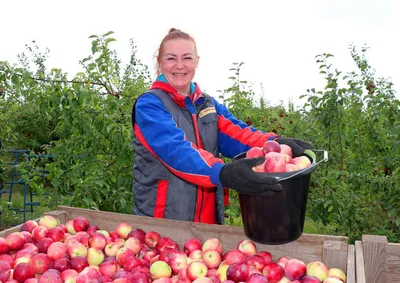 В саду Андрея Бейдина: предприниматель в Сеятеле выращивает черешню и яблоки  | Сальскньюс