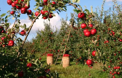 Яблоки в саду | Мобильная фотография | Дзен