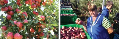 Богатый урожай яблок собирают в фермерском хозяйстве «Новый сад» Пинского  района — PINSKNEWS.BY