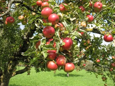 Ирландия: местные яблоки и груши впервые за много лет появились на  прилавках Tesco • EastFruit