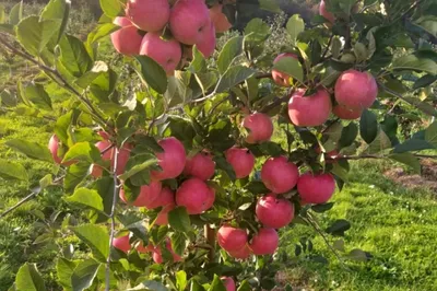 яблоки в саду стоковое фото. изображение насчитывающей урожай - 227796360