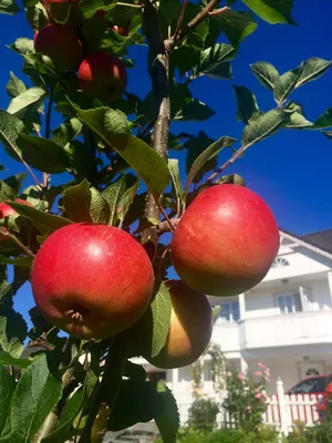 спелые яблоки в саду, готовые к осеннему сезону. выбор фокуса. Стоковое  Фото - изображение насчитывающей жать, природа: 272059924