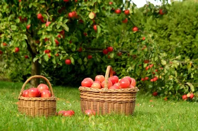 От чего зависит вкус яблок? — Ботаничка