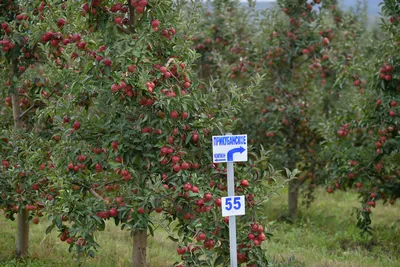 Яблоки в саду | Живопись | Автор: Буркина Аннна - DotArt.info
