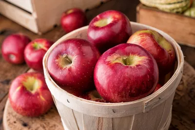 Яблоки «Агроном-сад» теперь можно приобрести в индивидуальной упаковке на  одно яблоко – Агроинвестор