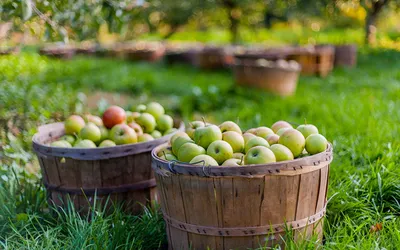 Волонтеры соберут яблоки в Главном ботаническом саду им. Н.В. Цицина РАН  для воспитанников детских домов