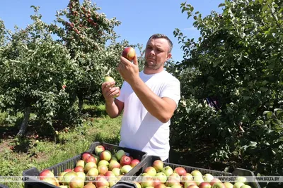 Китайцы собирают яблоки в саду, работа по сбору яблок, Hd фотография фото,  завод фон картинки и Фото для бесплатной загрузки