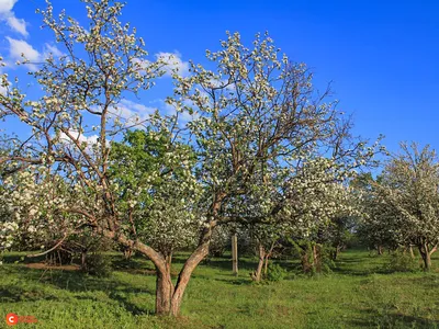 Яблоневый сад фото картинки фото